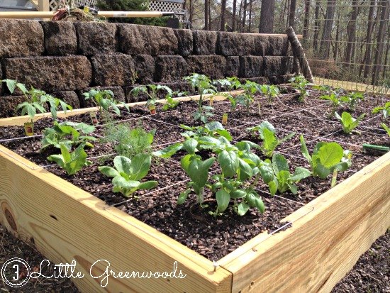 s the easiest ways to grow a bumper crop of tomatoes, Build your own container