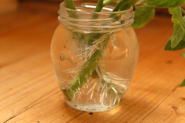 s the easiest ways to grow a bumper crop of tomatoes, Add to your crop by propagating side shoots