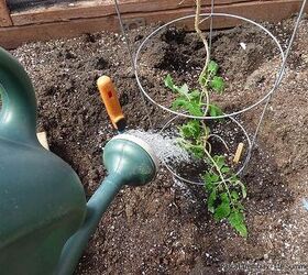s the easiest ways to grow a bumper crop of tomatoes, Place a cage around them