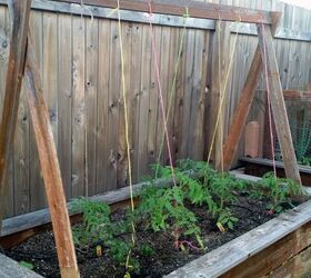 s the easiest ways to grow a bumper crop of tomatoes, Use rope to stabilize the plants