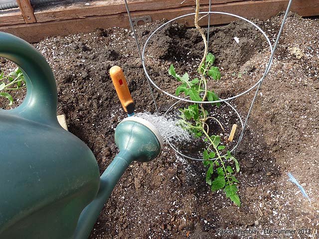 s the easiest ways to grow a bumper crop of tomatoes, Place a cage around them