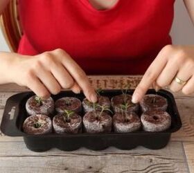 s the easiest ways to grow a bumper crop of tomatoes, Plant them in a growing kit