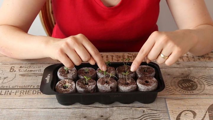 s the easiest ways to grow a bumper crop of tomatoes, Plant them in a growing kit