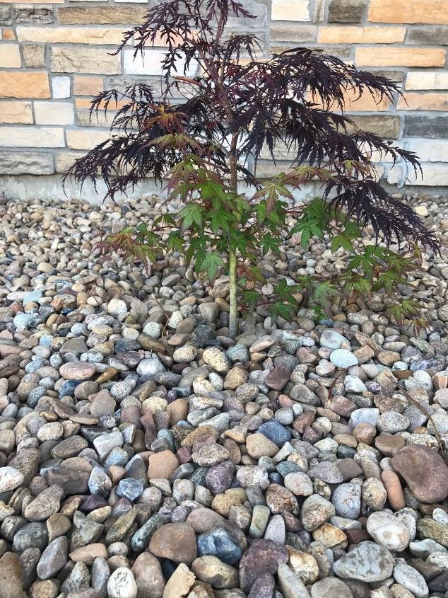 q should i cut the green leaves off of my red japanese maple