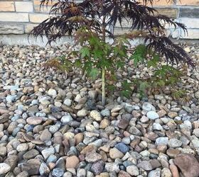 should i cut the green leaves off of my red japanese maple