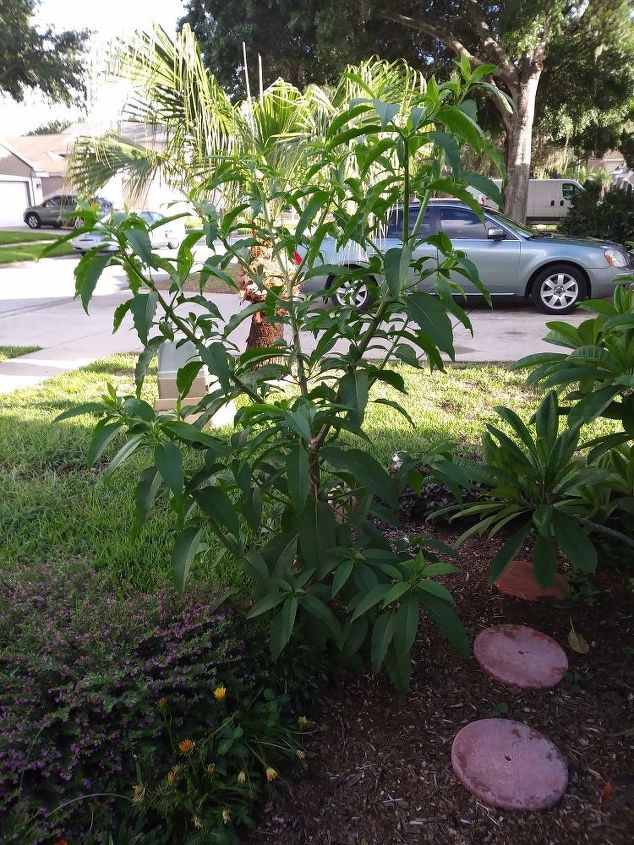 q plant identity anyone