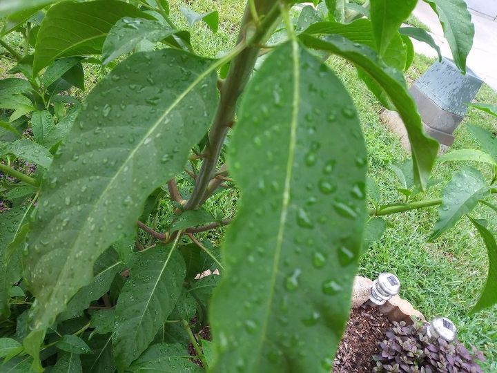 q plant identity anyone