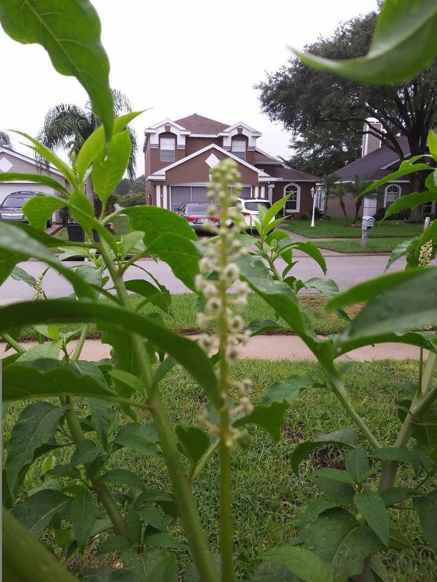 q plant identity anyone