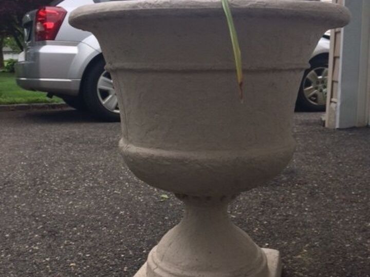 q what is the best plant shrub for 36 urn planter for all year round
