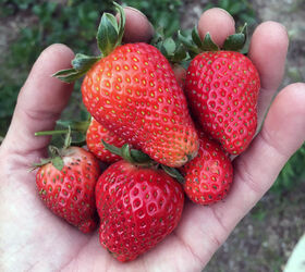 how to grow gallons of strawberries