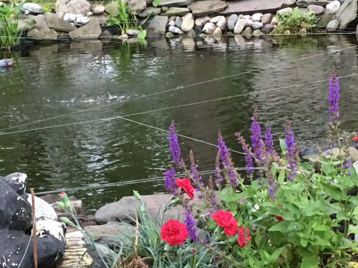 large backyard koi pond