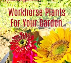 Three Workhorse Plants For Your Garden