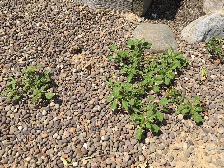 Black Plastic Vs Clear Plastic For Killing Weeds Home Guides Sf Gate