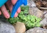 How to Kill Weeds Naturally