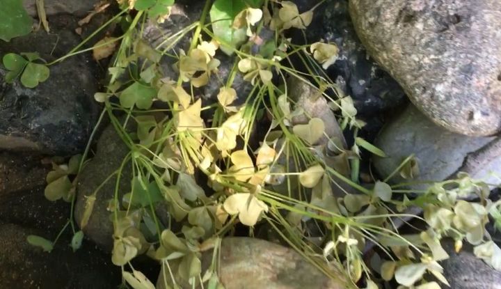 four killer ideas to get of weeds forever