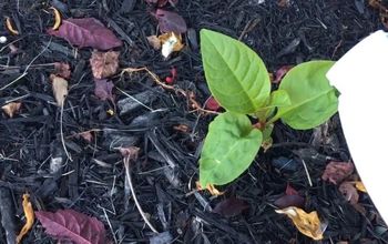 4 Ways to Get Rid of Weeds for Good (With Stuff You Have at Home)