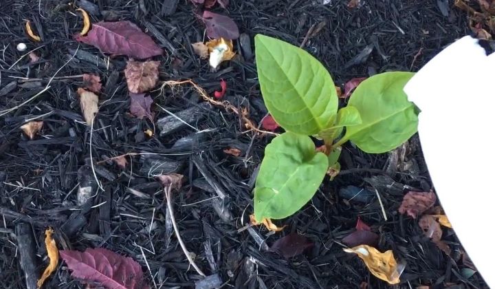 four killer ideas to get of weeds forever