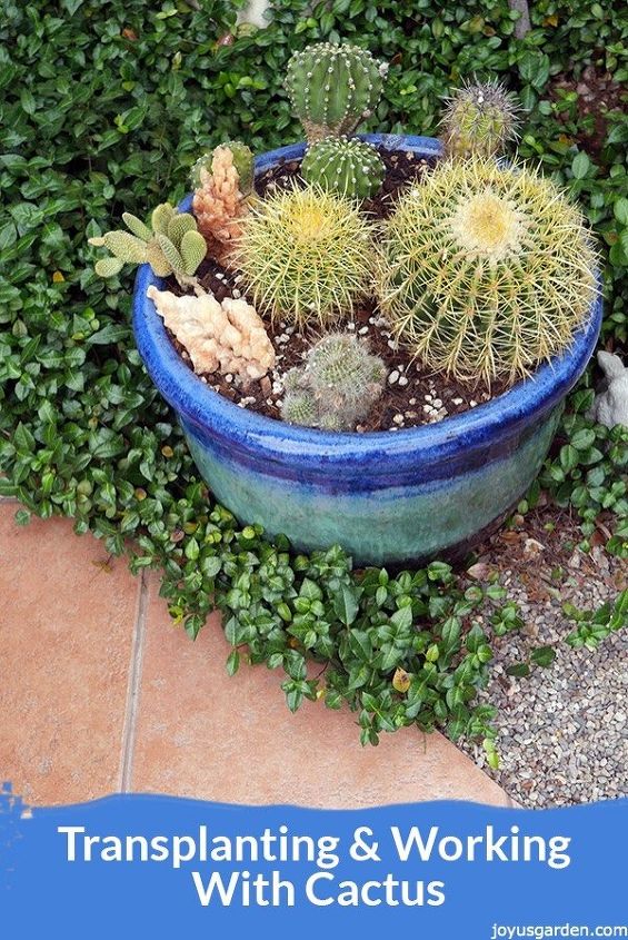 trasplantar y trabajar con cactus una plantacin mixta protagonizada por golden