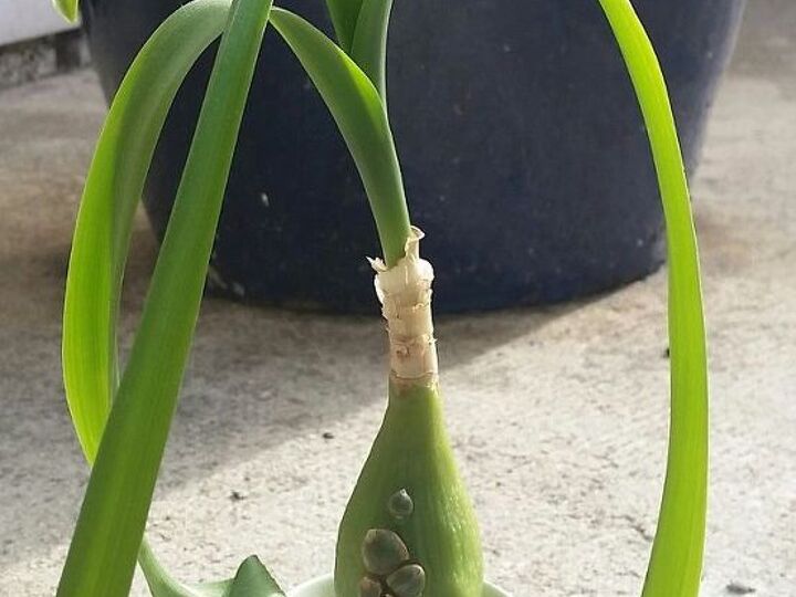 q plant identification