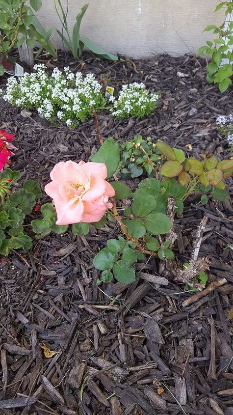 q why doesnt my rose bush grow