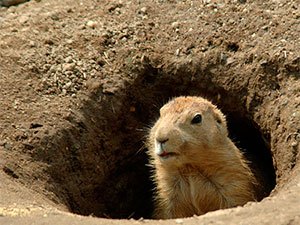 q how to stop woodchuck from eating your garden veggies
