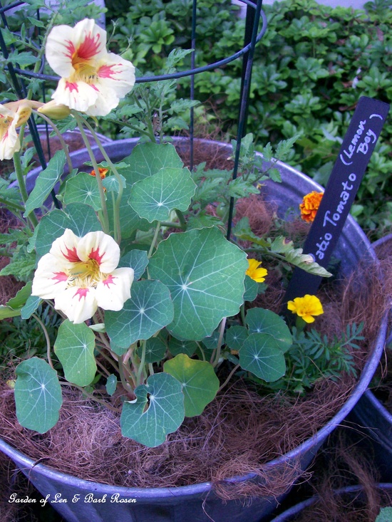 diy outdoor projects