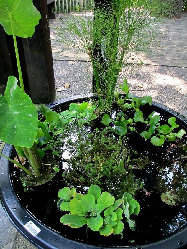 30 ideias incrveis para atualizar o quintal, DIY Crie seu pr prio jardim aqu tico em um recipiente