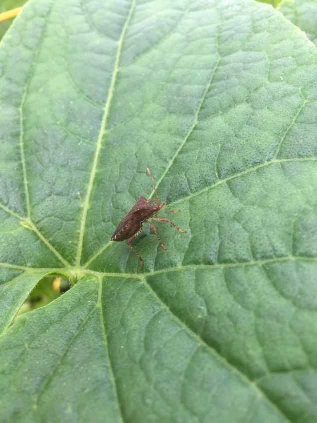 q what kind of bug is it on cucumbers and what can be done