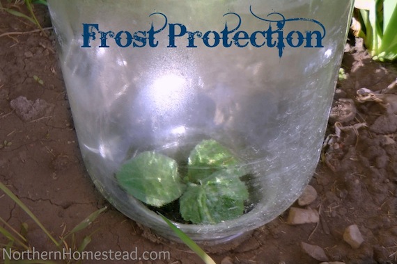 s 30 helpful gardening tips you ll want to know, Protect your budding garden from frost wind