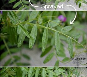 s 30 helpful gardening tips you ll want to know, Spray plants with bug deterring essential oil