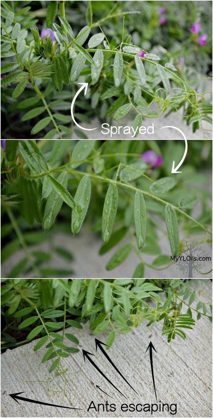 s 30 helpful gardening tips you ll want to know, Spray plants with bug deterring essential oil