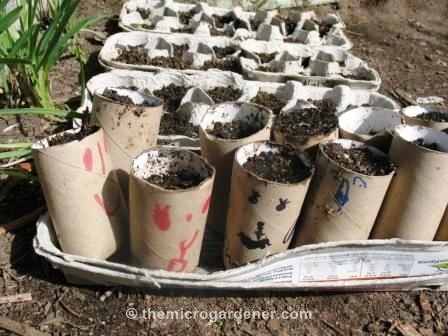 30 inusuales y tiles consejos de jardinera que querrs conocer, O utiliza tubos de papel higi nico para plantar