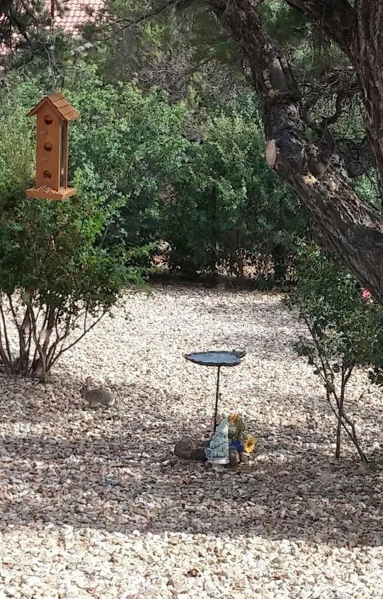 q backyard birds water fountain