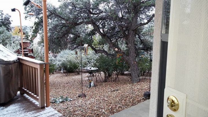 q backyard birds water fountain