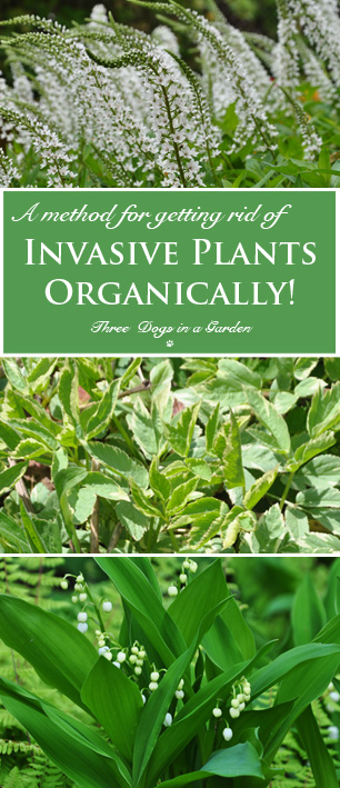 popular methods for controlling invasive plants do they really work