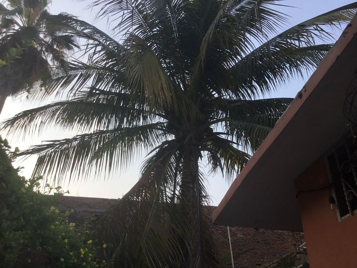 q if i cut the top off of a coconut palm will the tree die or grow back