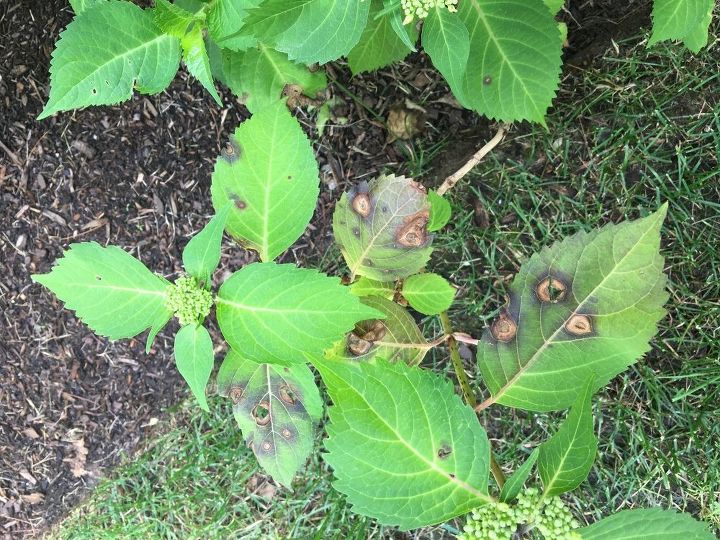 q what s eating my hydrangea