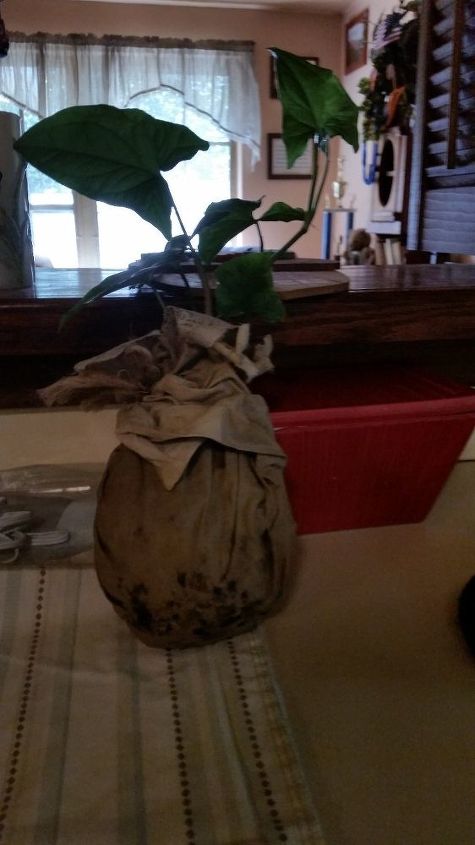 q how to treat your molded plant