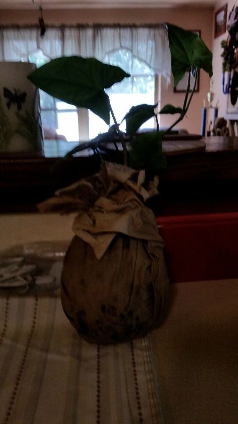 q how to treat your molded plant