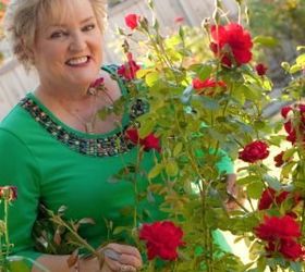 installing a new rose garden, Black Cherry In Texas Garden