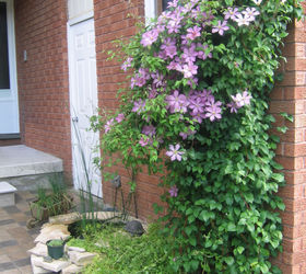 How to Train Clematis Now for Beautiful Blooms By Summer