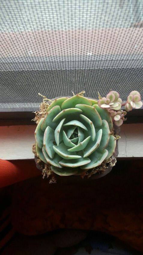 q what s wrong with my succulent