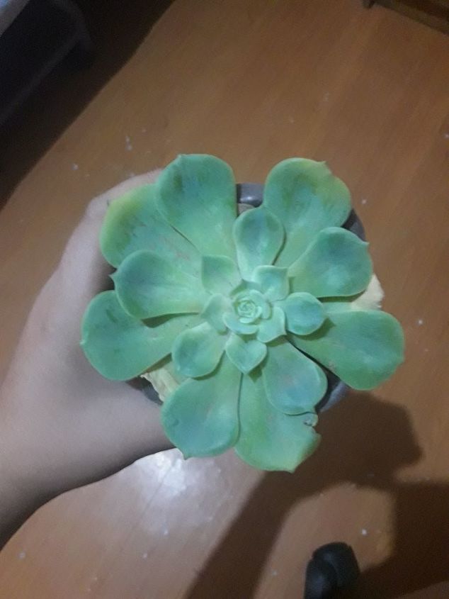 q what s wrong with my succulent