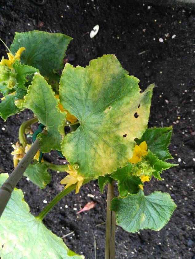 q what is possibly wrong with my lemon cucumber plant