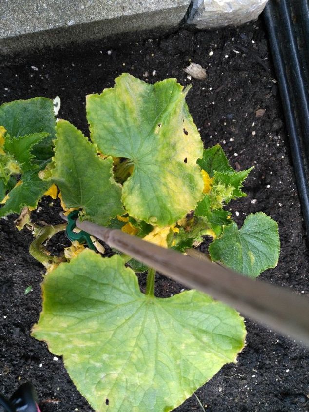 q what is possibly wrong with my lemon cucumber plant