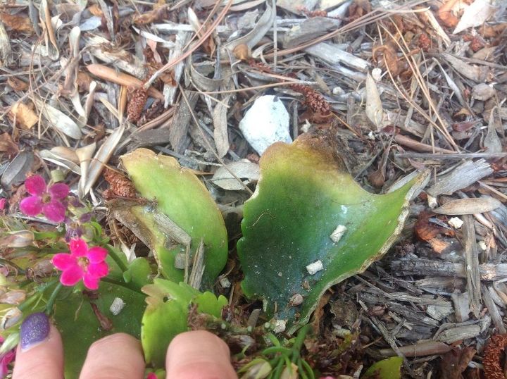 q what s eating my kalanchoe leaves easy fix