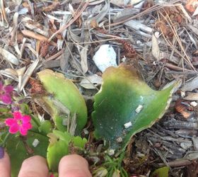 what s eating my kalanchoe leaves easy fix