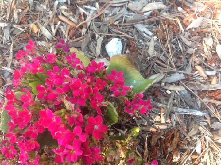 q what s eating my kalanchoe leaves easy fix