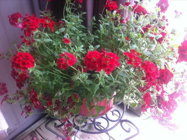 q hoping someone can tell me the name of this plant