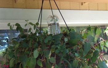 Hanging Flower Basket Pop Bottle Watering.